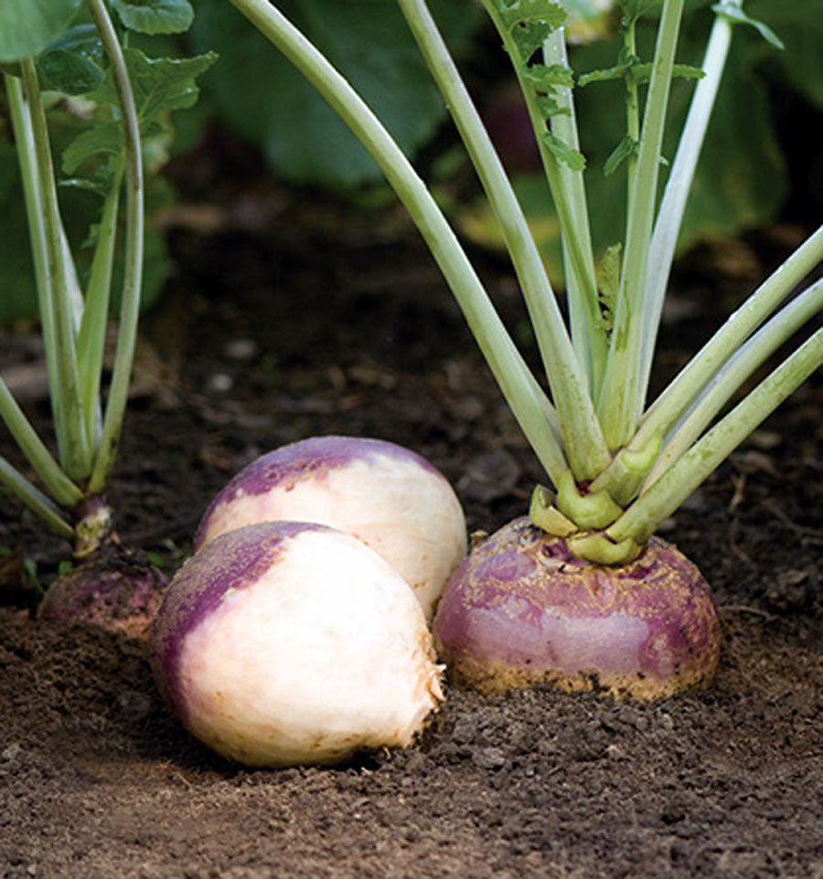 Rutabaga